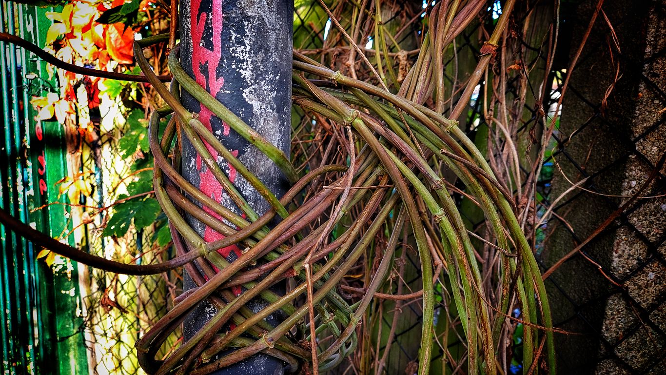 plants eating things - Eine Pflanze schlingt sich um einen Laternenpfahl