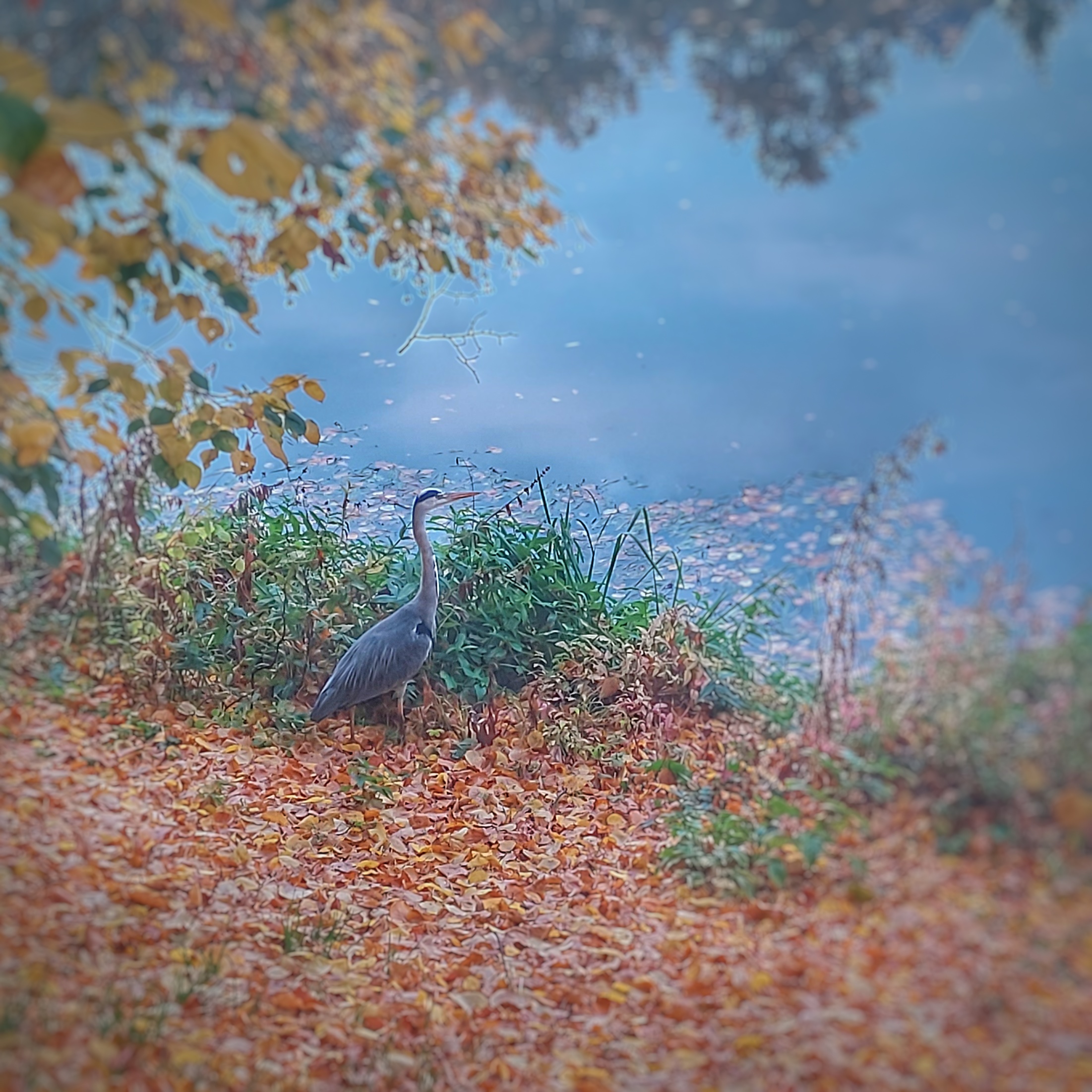 Ein Reiher (?) am Ufer der Elster