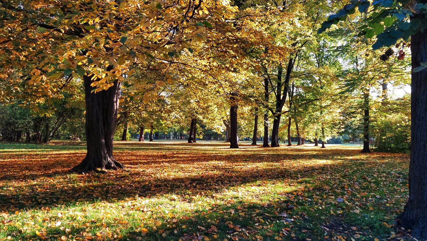 Morgensonne scheint durch herbstlich bunte Parkbäume